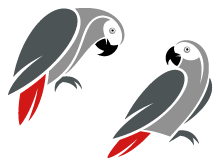 African grey parrots