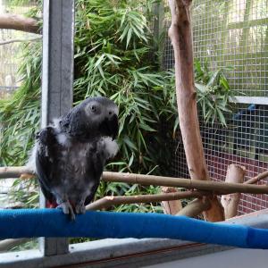 African grey parrot