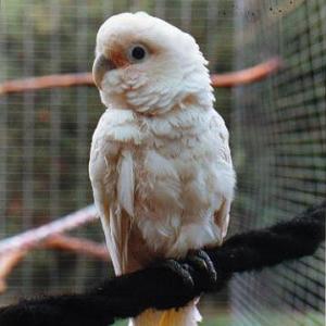 Cockatoo